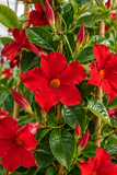 Mandevilla - MegaFlora Red