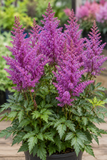 Astilbe - Ardensii Purple