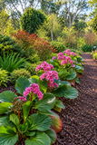 Bergenia - Winterglut