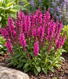 Salvia - Salute Neon Pink