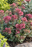 Sedum - Vera Jameson