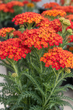 Achillea millefolium - Skysail Fire