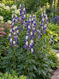 Aconitum Napellus - Bicolor Monkshood