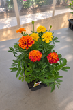 Marigold - Bonanza Mix