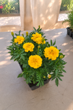 Marigold - Bonanza Yellow