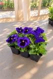 Pansy - Matrix Blotch Blue Blotch