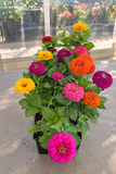 Zinnia - Zesty Mix Tray