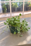 Dichondra - Silver Falls
