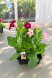 Nicotiana - Saratoga Mix