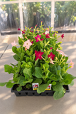 Nicotiana - Saratoga Mix