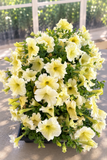 Petunia - Prism Sunshine