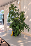 Tomato - Early Girl Bush