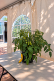 Tomato - Patio