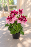 Geranium - Martha Washington Elegant Purple Majesty