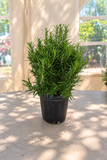 Rosemary