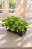 Kennilworth Ivy - Muralis