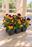 Viola - Sorbet Orange Jump Up