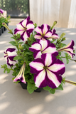 Petunia - Madness Burgundy Star