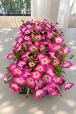 Petunia - Madness Rose Morn