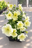 Petunia - Prism Sunshine