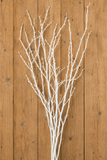 Branches - White Birch