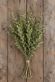 Oregonia - Variegated Boxwood