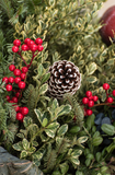 Oregonia - Variegated Boxwood