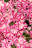 Verbena - Superbena Cherryburst