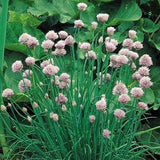 Chives - Common