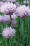 Chives - Common