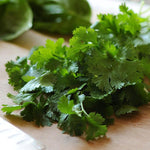 Cilantro - Santo