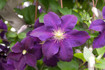 Clematis - Jackmanii Superba