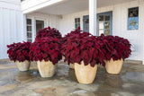 Coleus - Main Street Beale Street