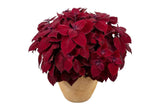 Coleus - Main Street Beale Street