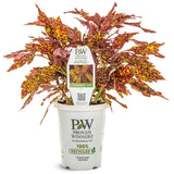 Coleus - Colorblaze Pepper Flakes