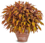 Coleus - Colorblaze Pepper Flakes