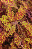 Coleus - Colorblaze Pepper Flakes