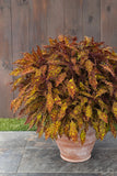 Coleus - Colorblaze Pepper Flakes