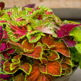 Coleus - Fairway Mix