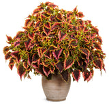 Coleus - Colorblaze El Brighto
