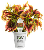 Coleus - Colorblaze El Brighto