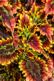 Coleus - Colorblaze El Brighto