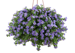 Bacopa - Scopia Gulliver Blue