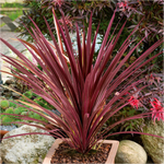 Cordyline - Salsa