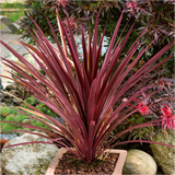 Cordyline - Pink Passion
