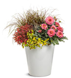 Dahlia - Virtuoso Pinkerific