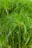 Cyperus - Prince Tut