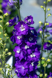 Delphinium - Magic Fountains Dark Blue & White Bee
