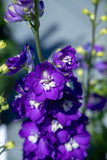 Delphinium - Magic Fountains Dark Blue & White Bee