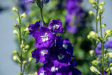 Delphinium - Magic Fountains Dark Blue & White Bee